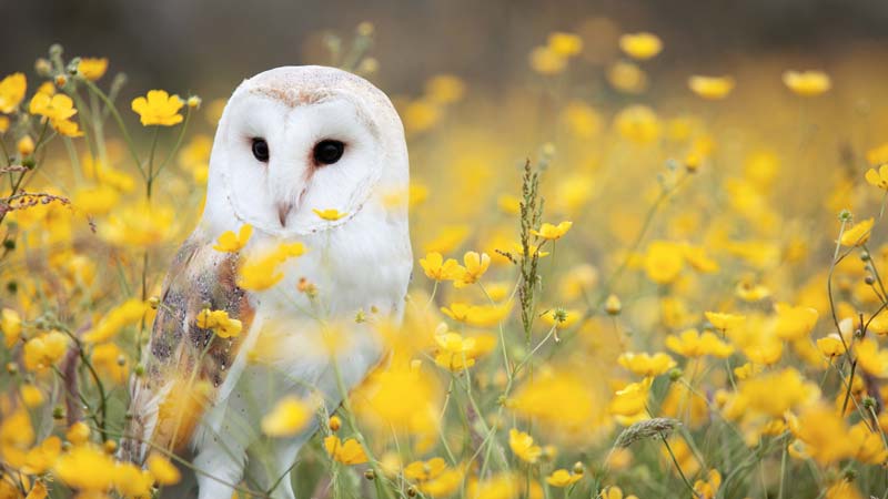 Why Owls Are Not Suitable Pets: The Interplay of Law and Ethics