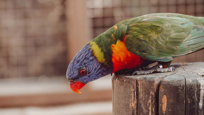 The Lineolated Parakeet: A New Owner's Guide (What To Know)