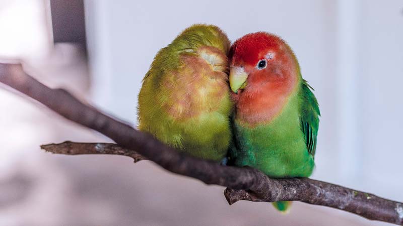 The Lovebird: A New Owner's Guide (What To Know)