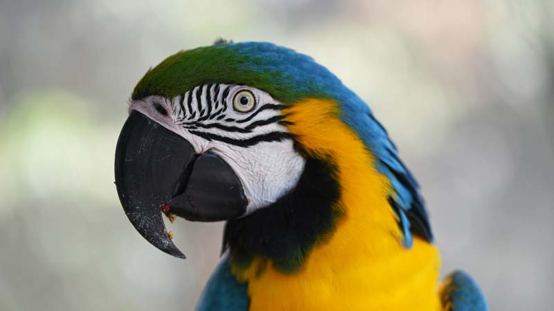 The Pionus Parrot: A New Owner's Guide (What To Know)