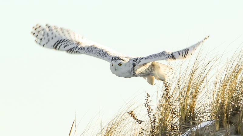 The Speed and Flight Abilities of Owls: How Fast Can They Fly?