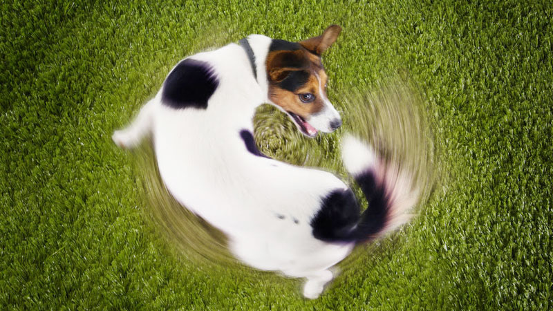 Training Your Dog to Spin: A Step-by-Step Guide