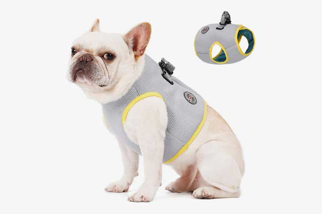 Useful Accessories for Your Dog