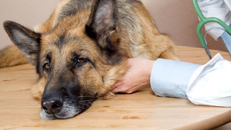 What Causes Vestibular Disorders in Dogs?