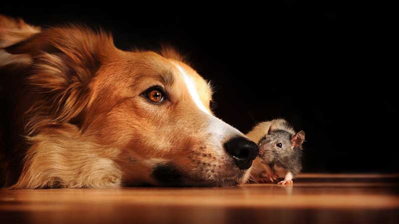 What Happens If A dog Eats Rat Poison?