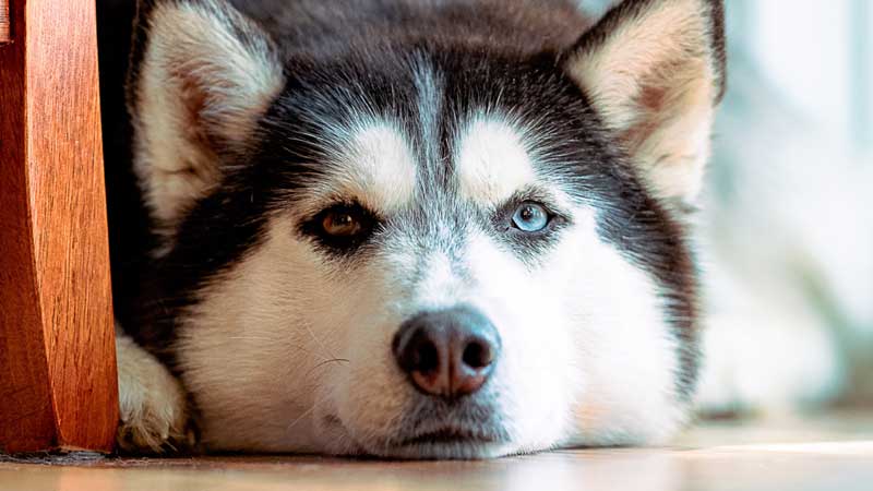 what is the rarest eye color for dogs