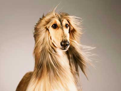 how much do borzoi puppies cost