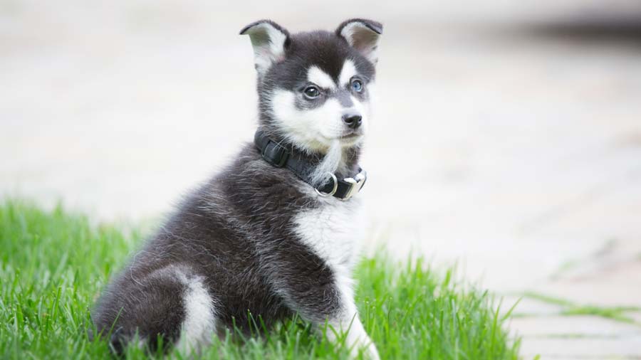 Alaskan Klee Kai in 2023  Alaskan klee kai, Dog breeds, Alaskan klee kai  puppy