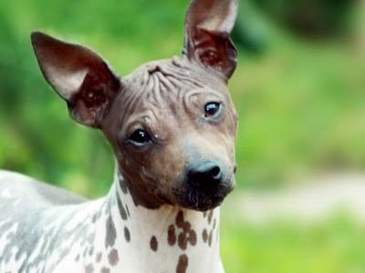 does the american hairless terrier love children