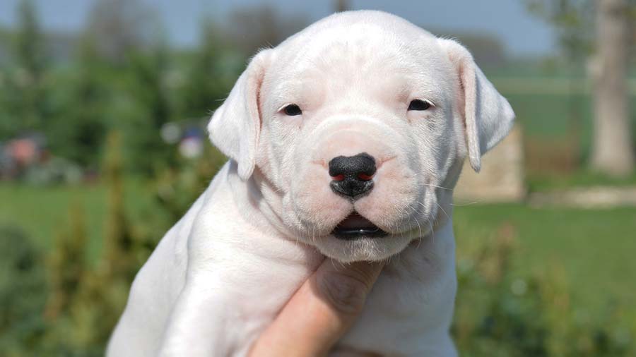 Puppy Dogo Argentino Standing in Grass. Front View Stock Photo - Image of  cute, affection: 115638930