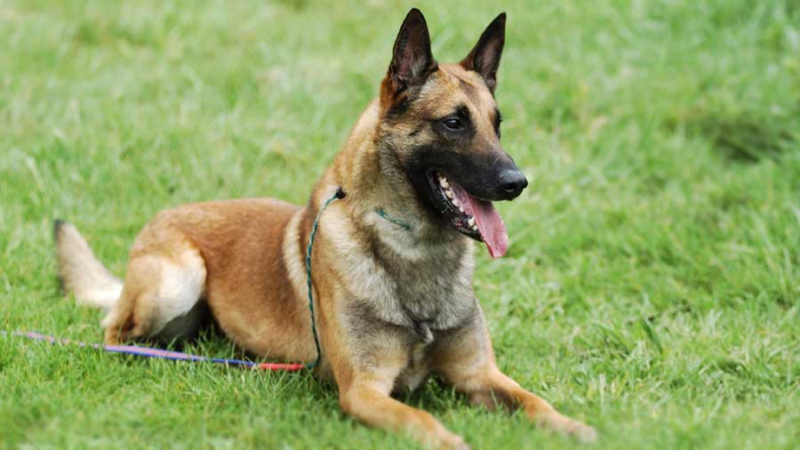 Belgian Shepherd Dog (Malinois): temperament, diet, health, price