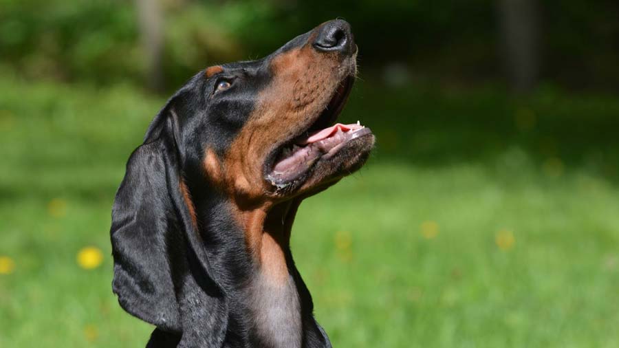 black and tan coonhound hunting