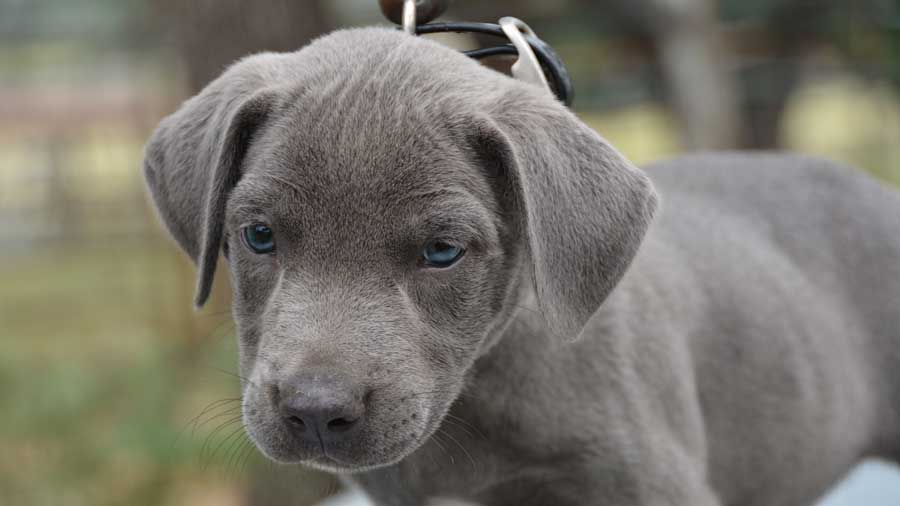 The Blue Lacy Your Ultimate Breed Information Guide Your Dog Advisor ...