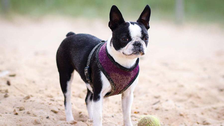how much should a boston terrier weight at 4 months