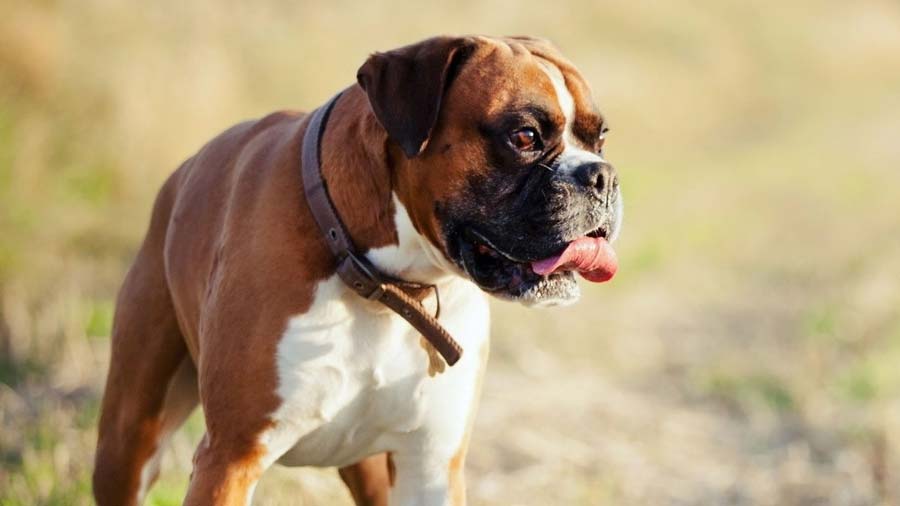 Boxer Dogs Breed - Information, Temperament, Size & Price