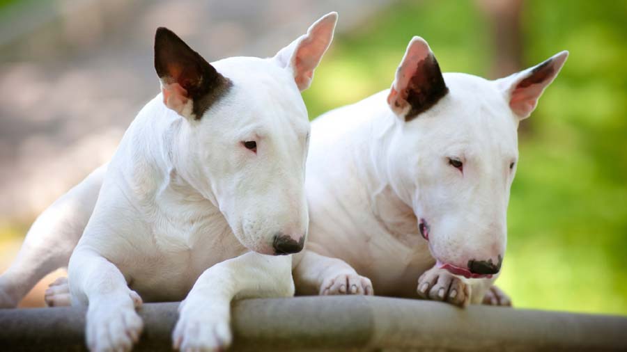 can two female bull terriers live together