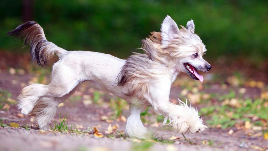 Chinese Crested Price, Temperament, Life span