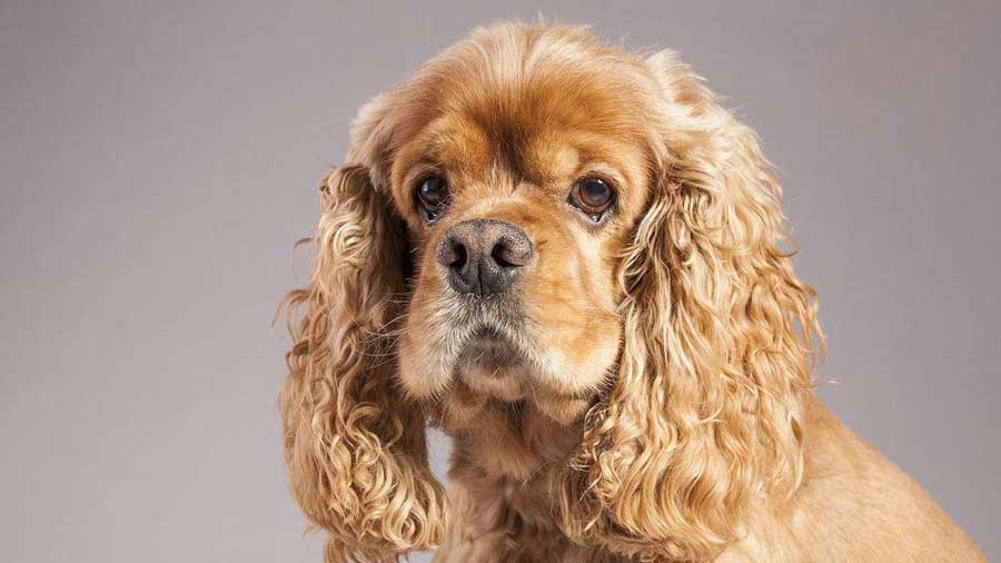 how much is a english cocker spaniel