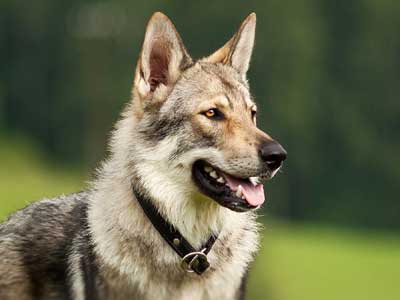 Saarloos wolfdog - Price, Temperament, Life span
