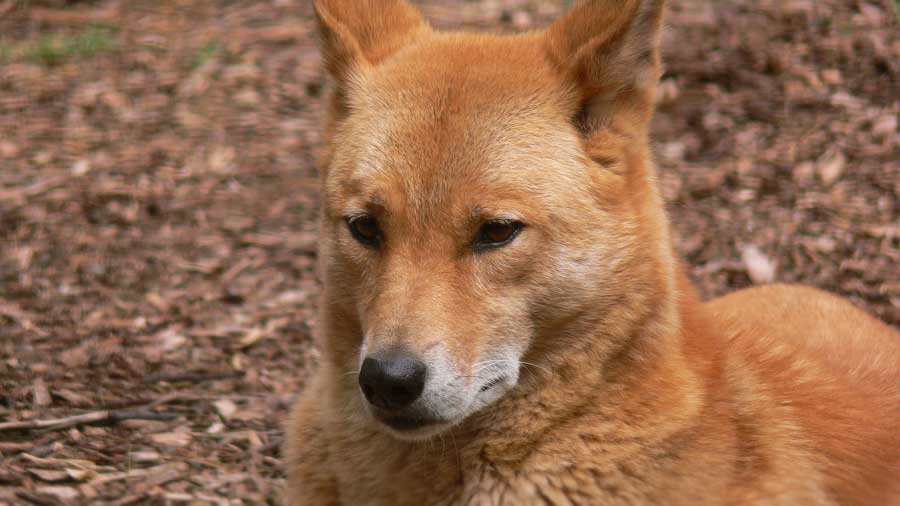 can dogs be part dingo