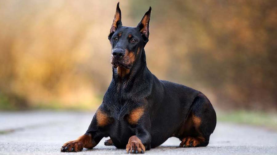 how much does it cost to import a doberman? 2