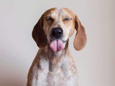 are american english coonhounds smart dogs