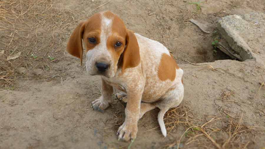 redtick english coonhound puppy