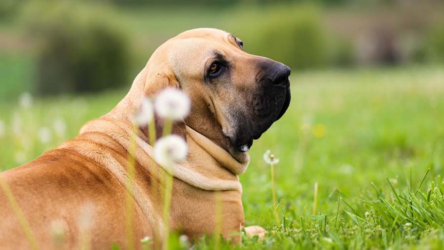 Fila Brasileiro Dog Breed Guide: Info, Pictures, Care & More