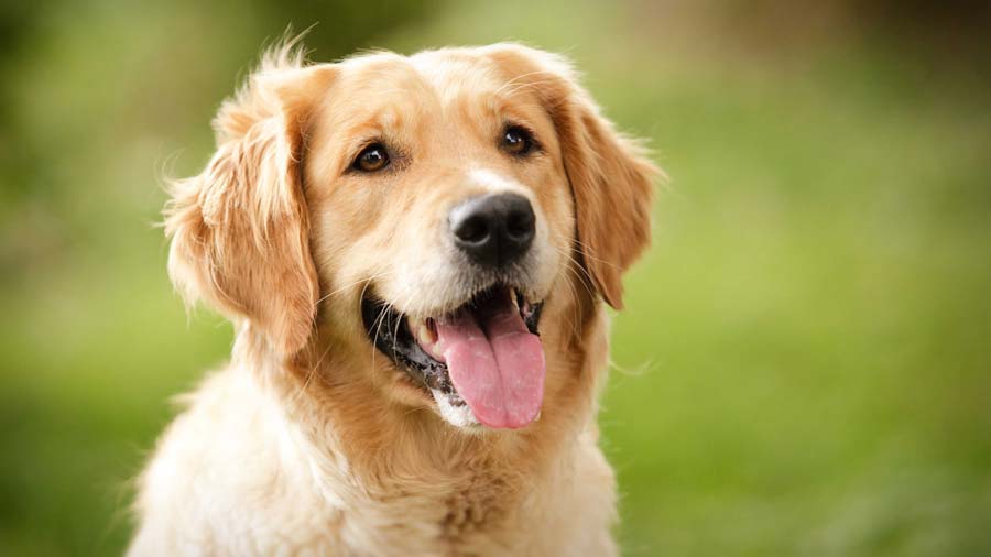 Golden Smart Dog Xxx Video - Golden Retriever - Price, Temperament, Life span