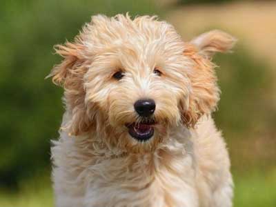 How Expensive is It to Own a Goldendoodle?