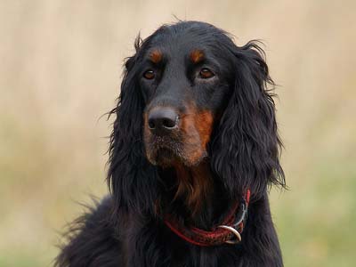 are gordon setter the most intelligent dogs