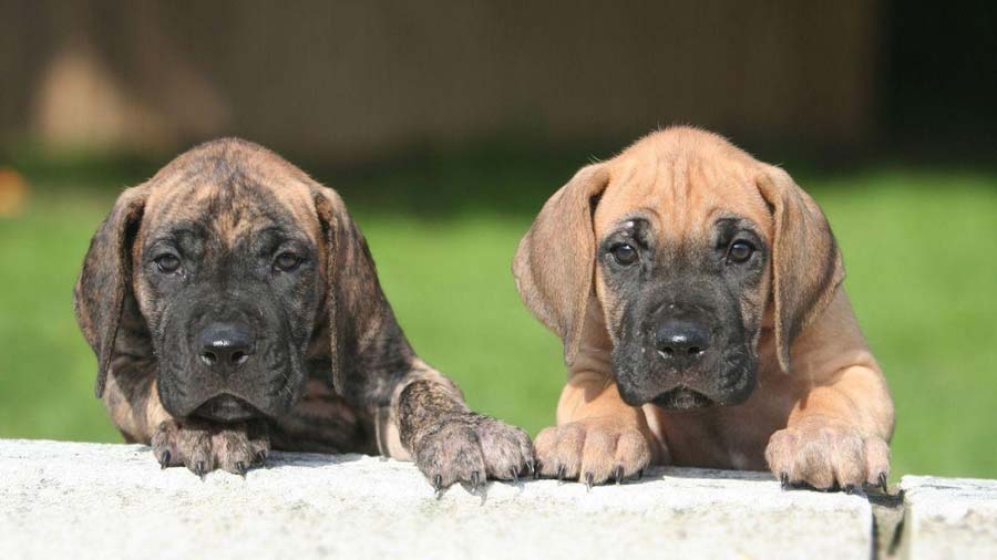 how much does a brindle great dane cost
