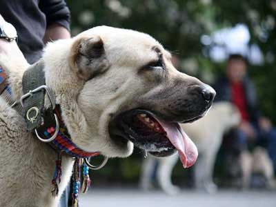how much does a kangal dog weight