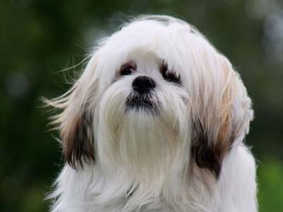 12 Dog Breeds That Start With 'L' - With Names and Pictures