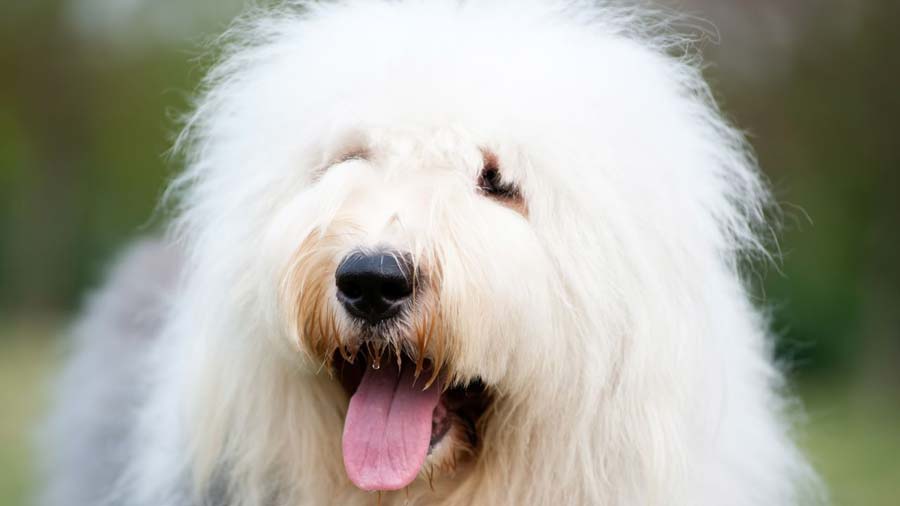 Old English Sheepdog Dog Breed - Facts and Traits