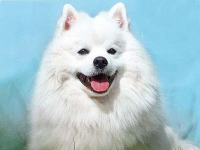 white fluffy puppy breeds