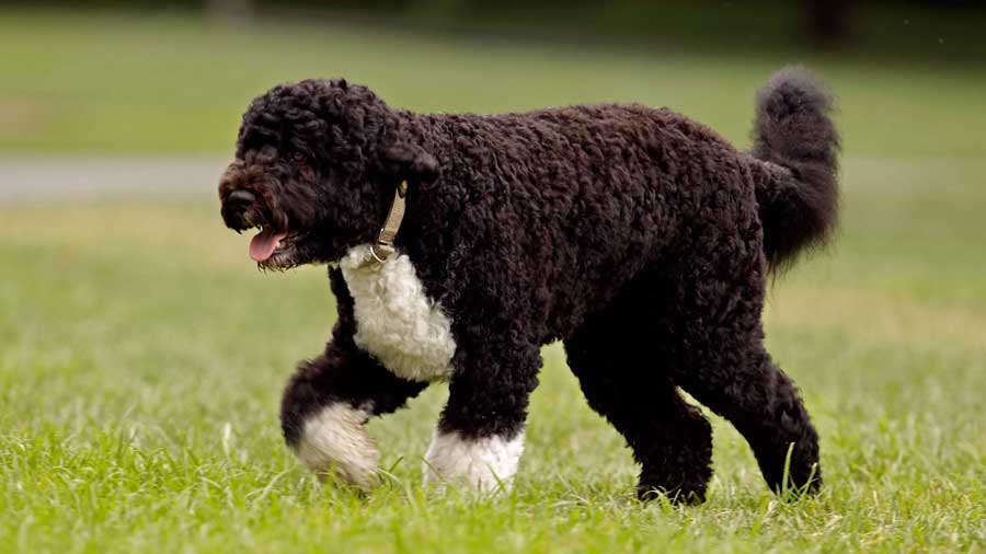 portuguese water dog brown