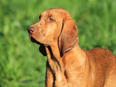 how much does plott hound maintenance cost