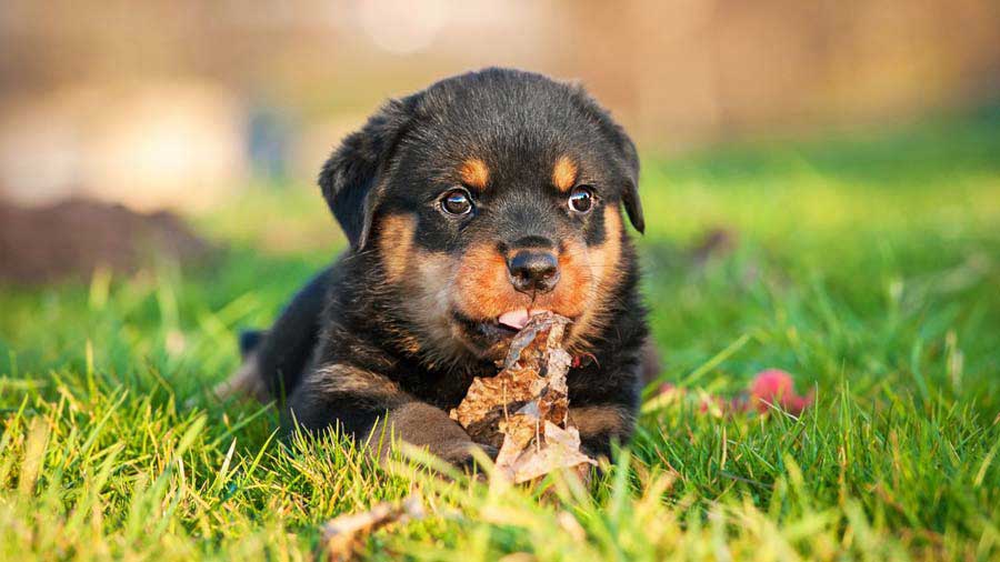 how much does rottweiler puppies cost