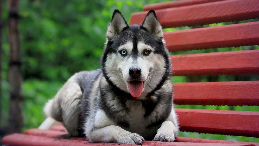 are siberian huskies big dogs