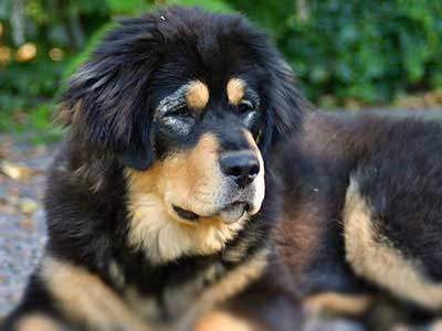 Tibetan Mastiff Price Temperament Life Span