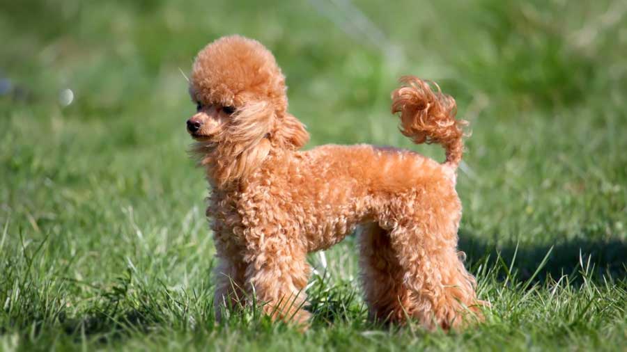 Toy Poodle 2 