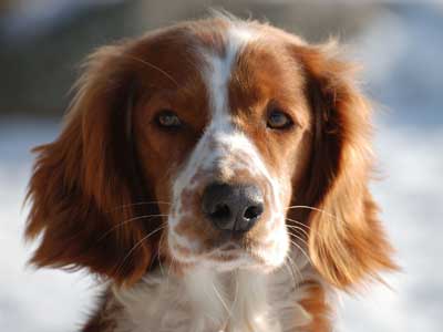 19 Ravishing Red Dog Breeds - That Stand Out In The Crowd!!