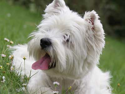 how many breeds of terriers are there