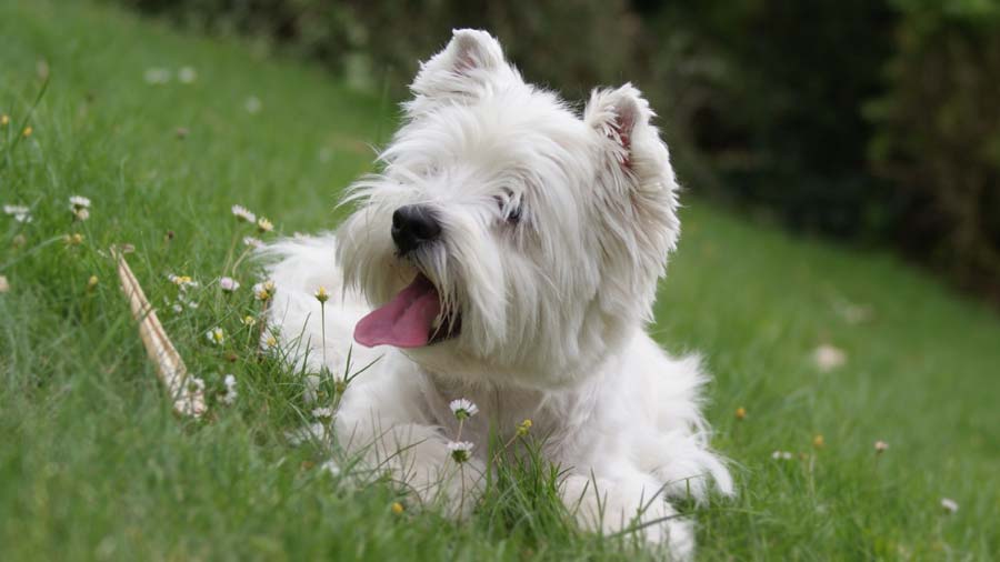 West Highland White Terrier 2 