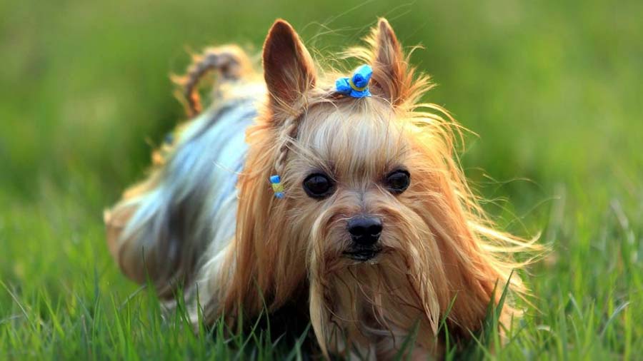 how much does a yorkie dog cost