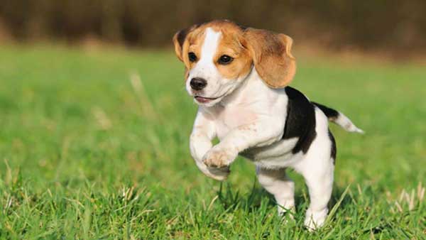 Beagle Trivia Quiz: 20 Questions